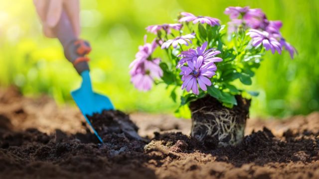 Como cuidar tu jardin durante la temporada de lluvia3