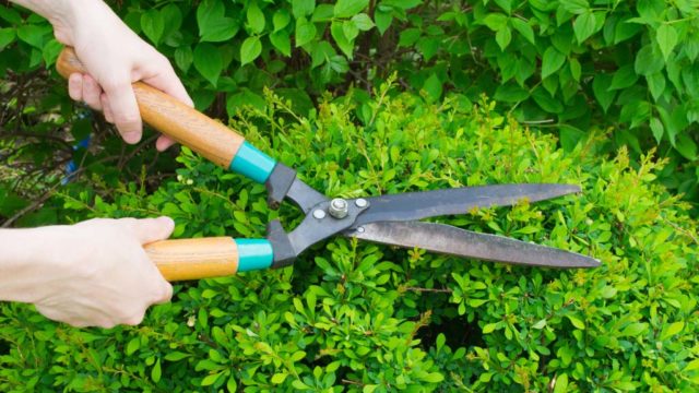 Cuales son las herramientas basicas para el cuidado de tu jardin4