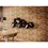 Muro Stonefort Multicolor Daltile 34 x 45 cm