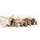 Tuino Madera Pino 2 pulg x 2.44 ml Triangular